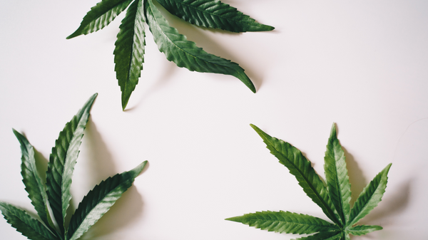 Debunking CBD Myths and Wellbeing Benefits